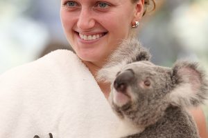 Petra Kvitova visits Lone Pine Koala Sanctuary before the start of the Brisbane International. GETTY IMAGES.