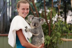 Petra Kvitova visits Lone Pine Koala Sanctuary before the start of the Brisbane International. GETTY IMAGES.